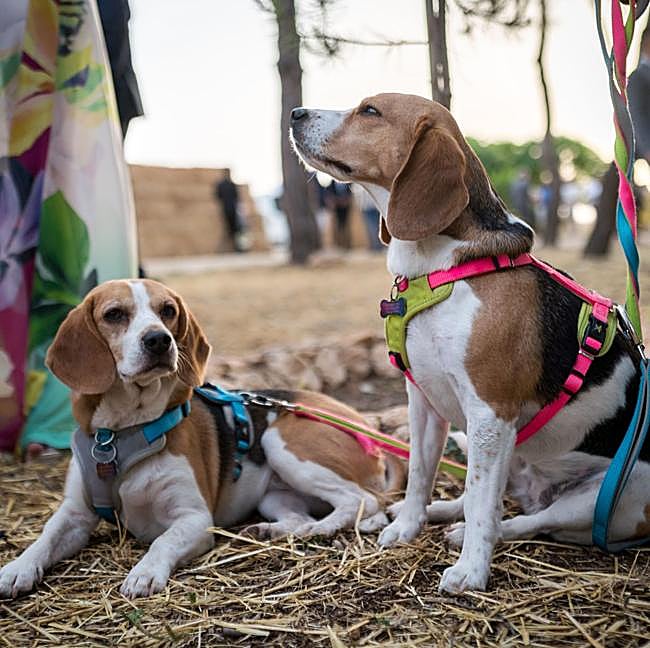 Indiana y Olivia Jones, las perritas de los novios.