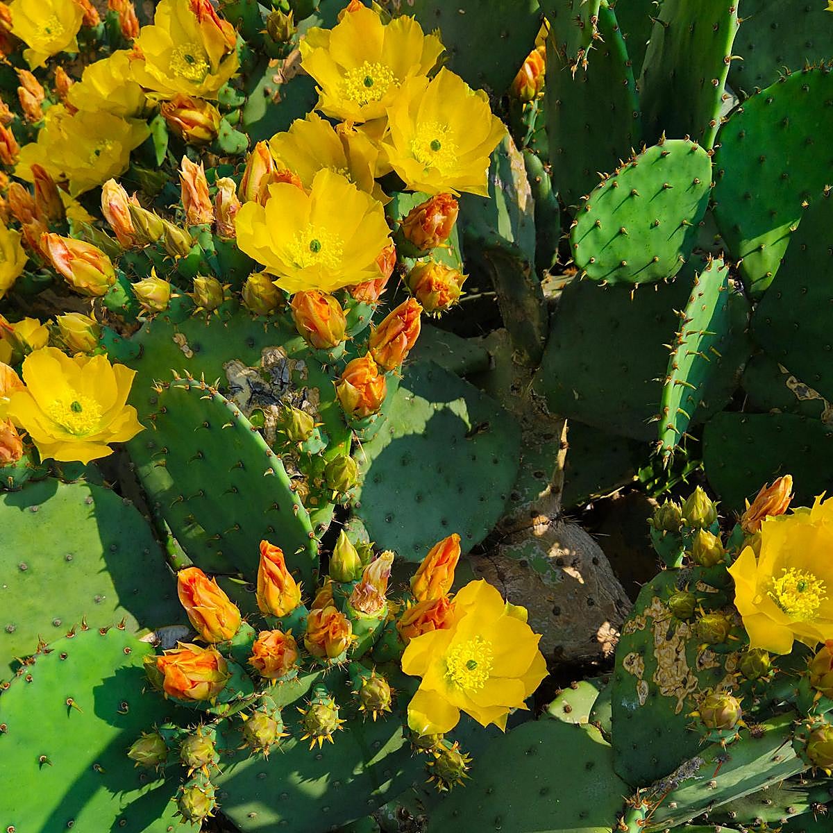 «Todos los cactus pueden florecer»: los consejos de Mercedes García Bravo, fundadora de Desert City y experta en plantas xerofíticas