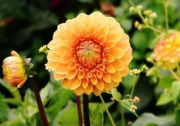 Dalias, las llamativas flores que llenarán de color tu jardín este verano con unos cuidados muy fáciles