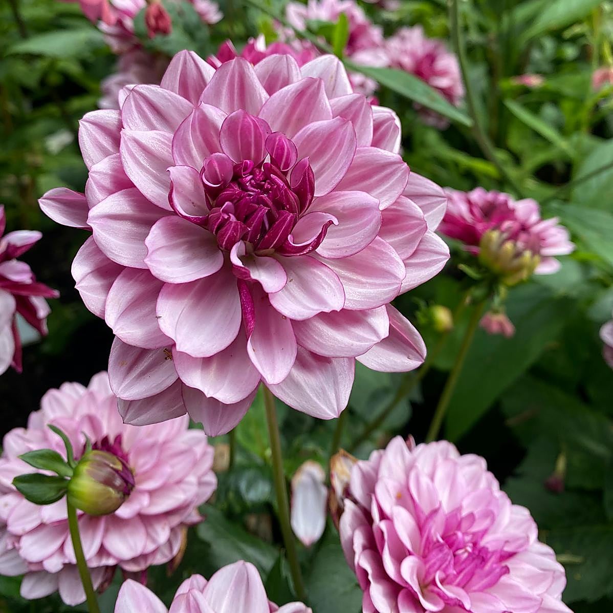 Dalias, las llamativas flores que llenarán de color tu jardín este verano con unos cuidados muy fáciles