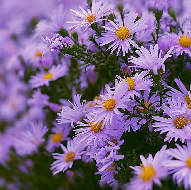Aster.