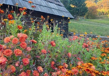 Las mejores flores para plantar al final del verano y que el jardín esté precioso todo el otoño