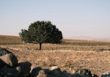 Imagen de un espacio que nos puede recordar a los que se describen en Yo que nunca supe de los hombres.