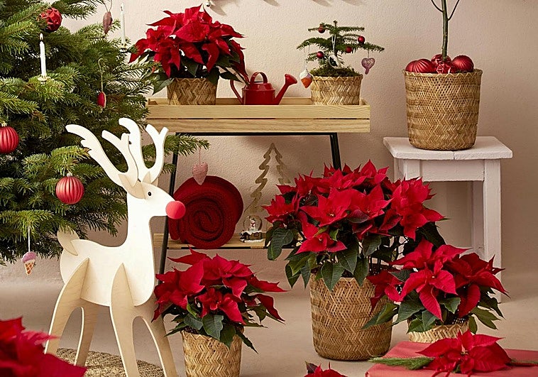 Decoración de Navidad con flores de Pascua.