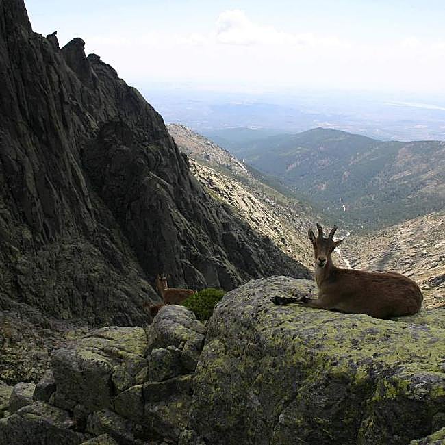 Las cabras montesas en la senda que conduce a los Galayos.