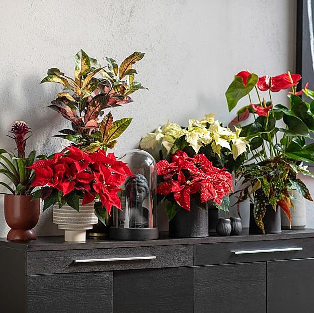 Expertos en plantas nos explican cómo cuidar la Poinsettia o Flor de Pascua para que esté preciosa todo el año: riego, luz y ubicación