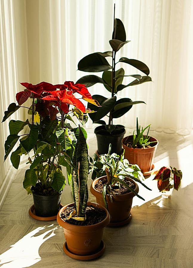 Imagen - Foto: PEXELS