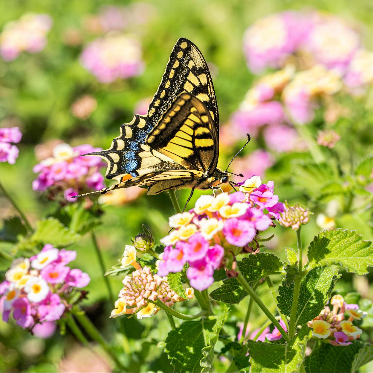 Cuidados fáciles de la Lantana, la planta que da flores todo el año: mucha luz y poco riego