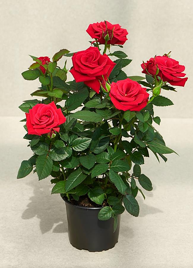 Imagen - Rosal de rosas rojas en maceta. Foto: Poulsen Roser.