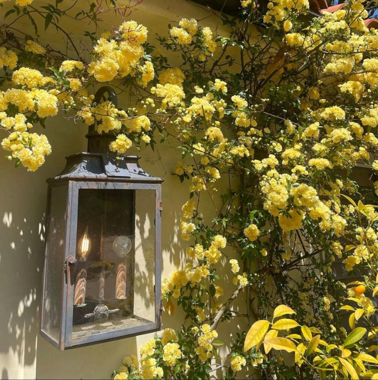 Rosal Banksiae, la variedad trepadora más bonita y fácil de cuidar.