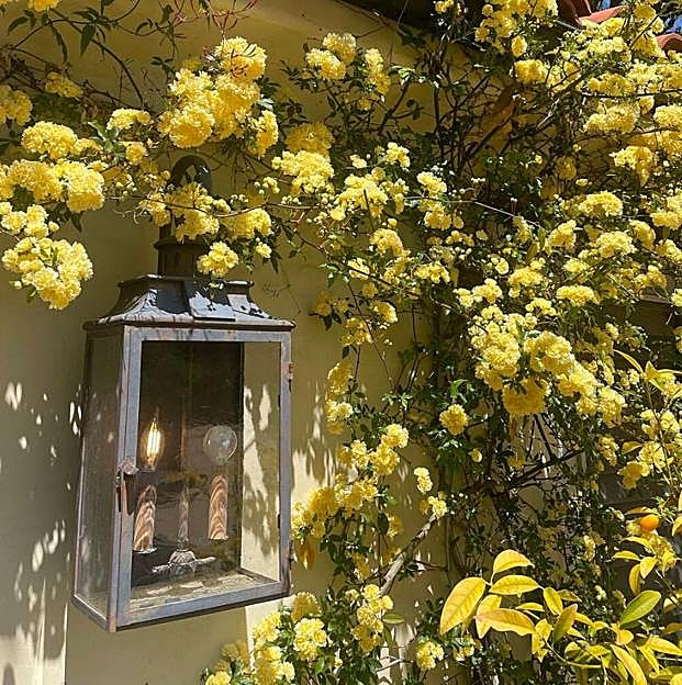 Este es el tipo de rosal trepador que da flores más bonitas que la buganvilla y es más fácil de cuidar que los geranios