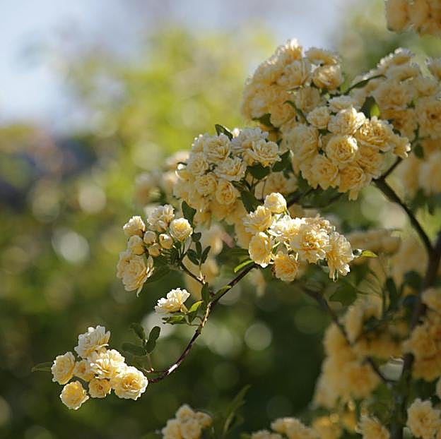 Las peculiares flores del rosal Banksiae.