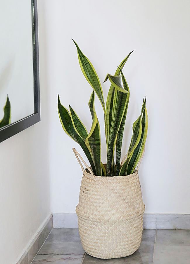 Imagen - La Lengua de suegra o Sansevieria es muy fácil de cuidar.