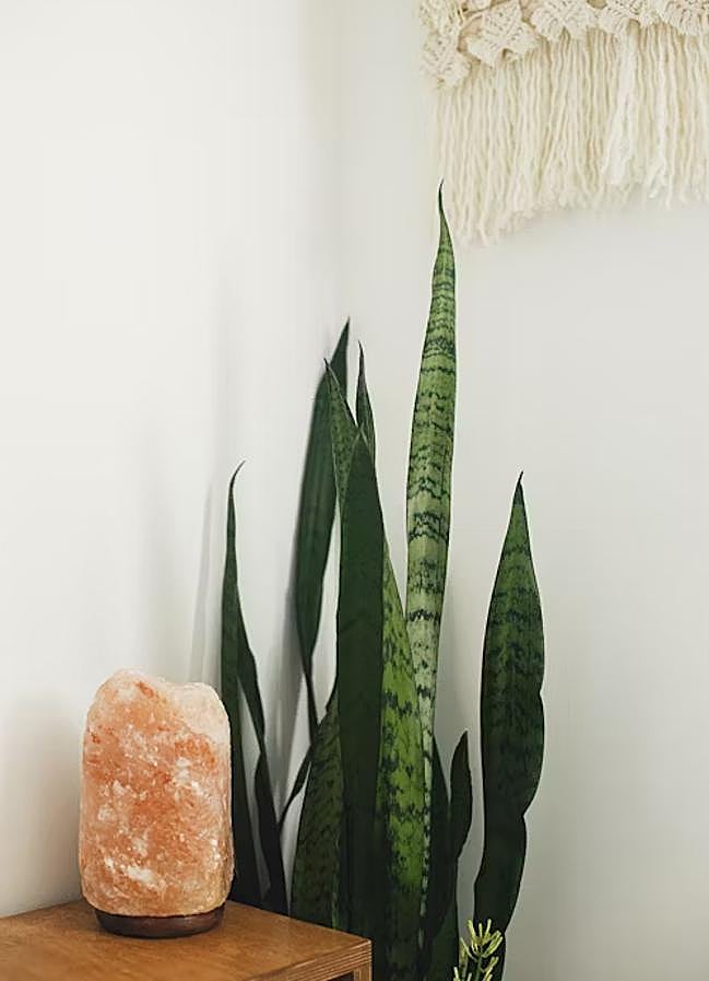 Imagen - La Lengua de suegra o Sansevieria atrae la buena suerte y purifica el aire. Foto: Unsplash.