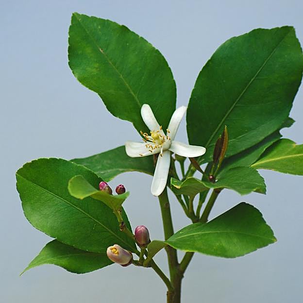 La flor de azahar del limonero.