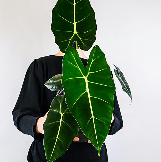 Alocasia, la planta tropical de interior más bonita y fácil de cuidar