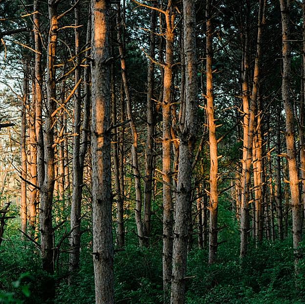 Un bosque de Minneapolis como en el que se adentran en El Silencio del Bosque Rue, Amber y Lily.
