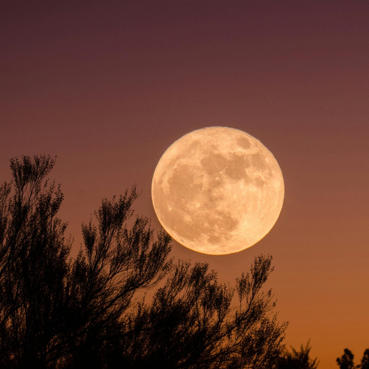 Luna llena de las flores. 