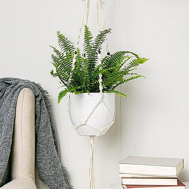 Helecho de Boston, la planta con historia que purifica el aire: cuidados fáciles para que dure toda la vida