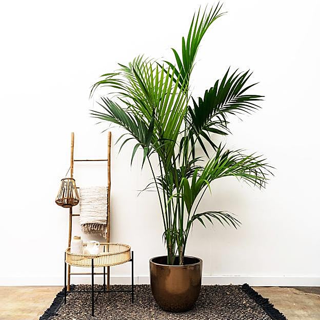 Kentia, una palmera exótica y elegante muy fácil de cuidar en casa