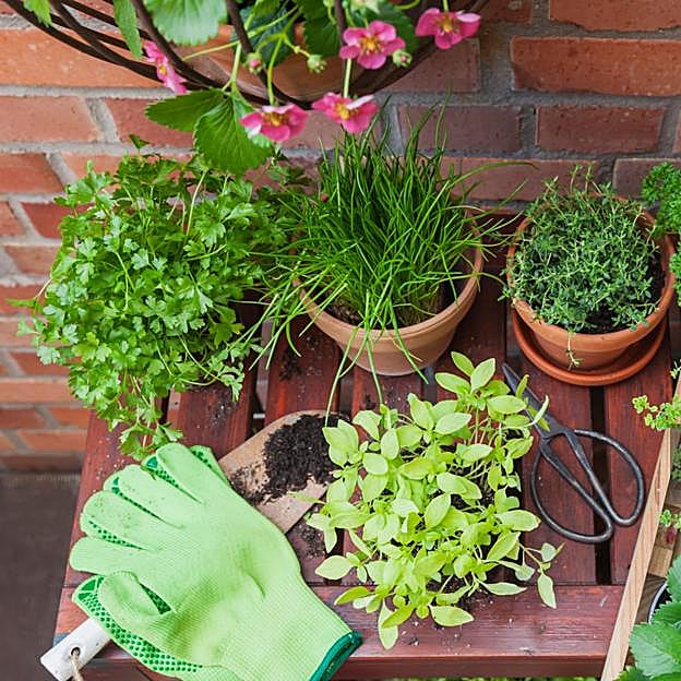 Plantas aromáticas como la citronela para ahuyentar mosquitos.