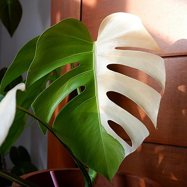 monstera boliviana Monstera Obliqua 'Peru' main image 1
