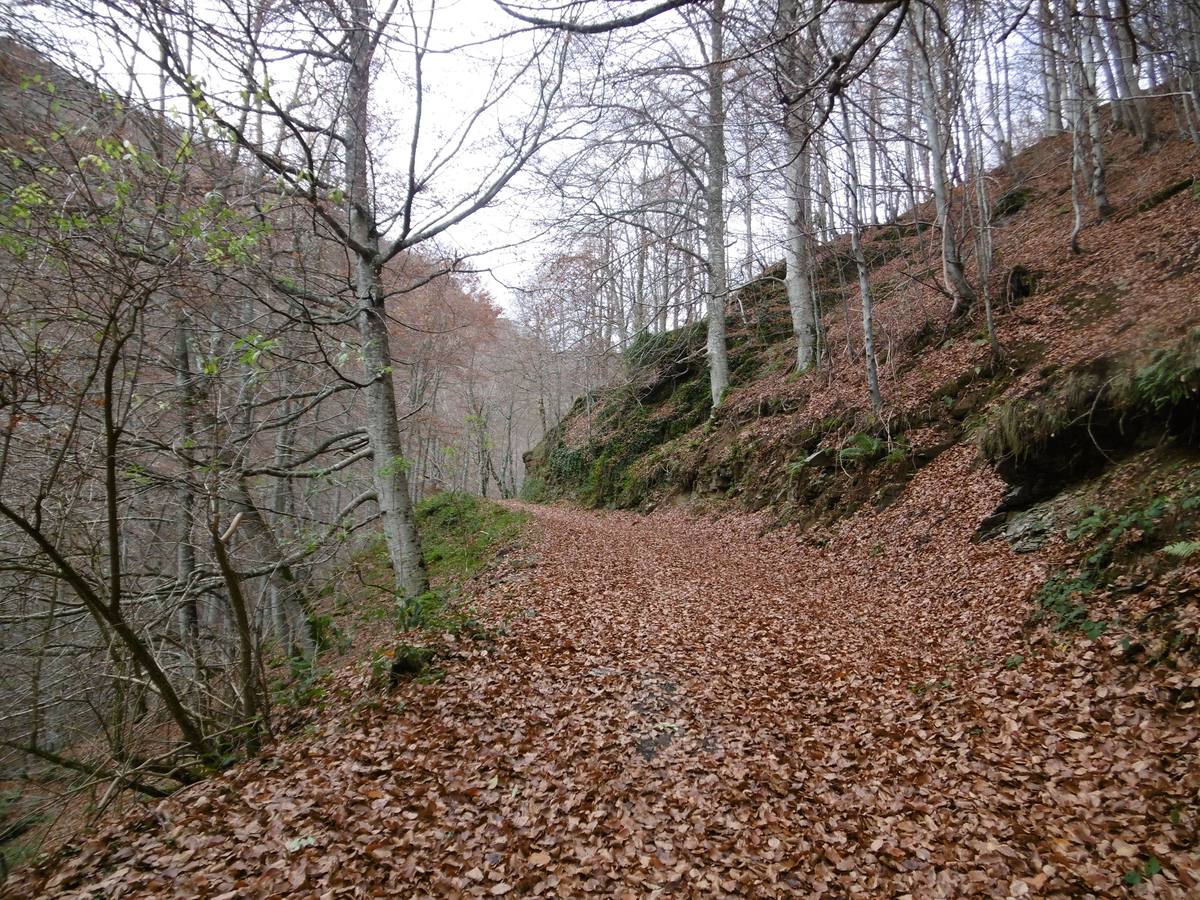 La hojarasca cubre el camino.. 