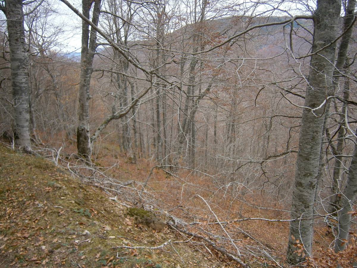 Las hayas asfixian el bosque.. 