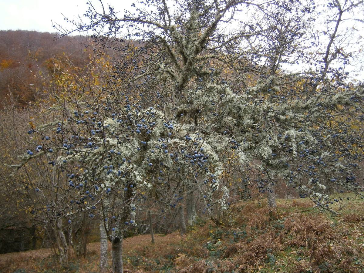 Endrino cuajado de pacharanes.. 