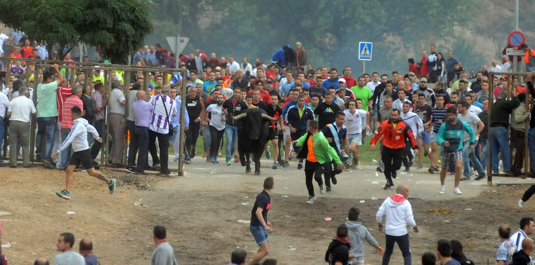 Tordesillas celebra su primera fiesta sin Toro de la Vega