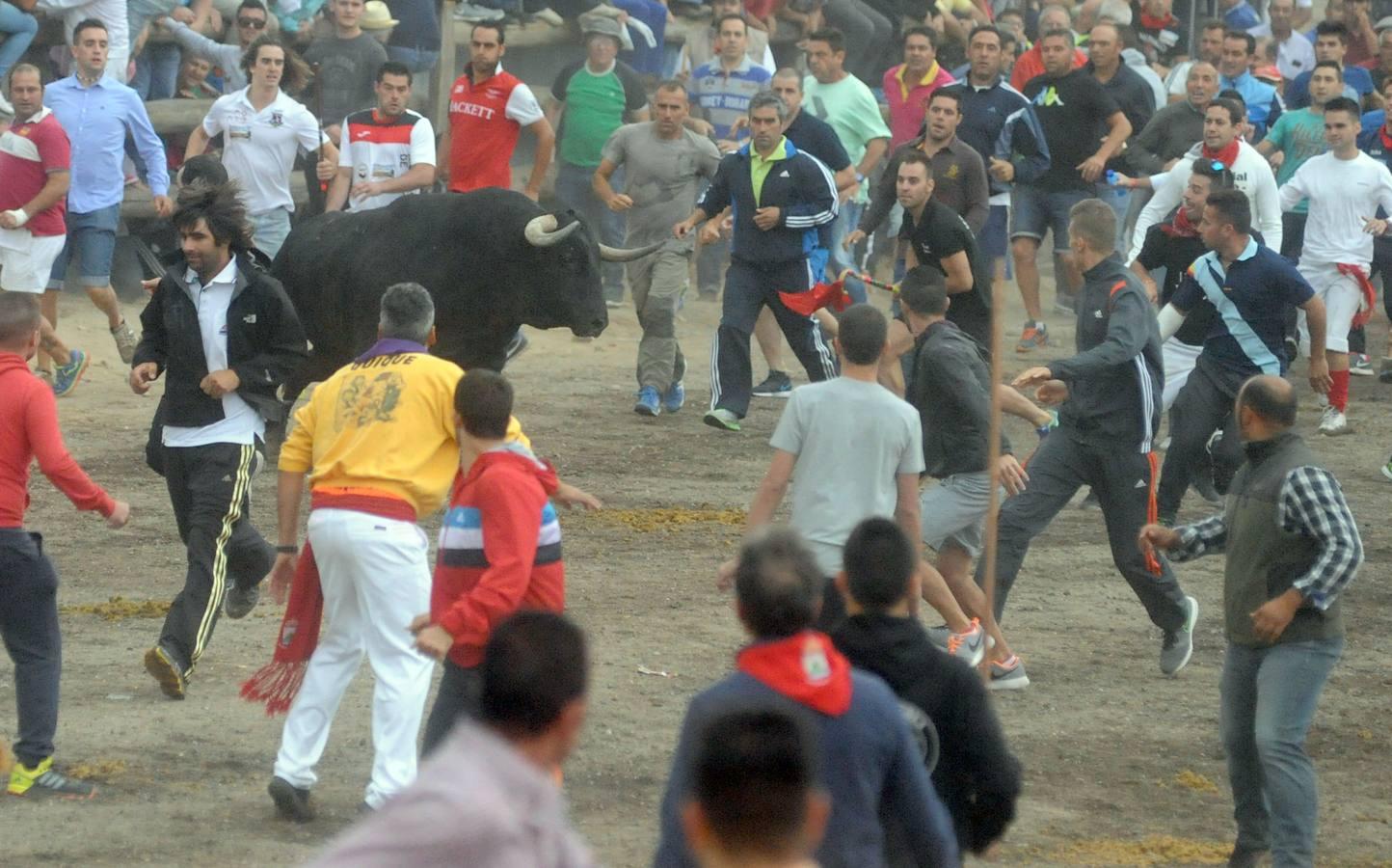 Tordesillas celebra su primera fiesta sin Toro de la Vega