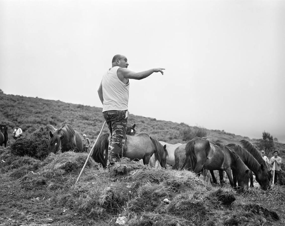 Toca moverse y conducir a las manadas a Sabucedo. Gelo, uno de los “aloitadores” más populares indica al resto cual es el camino a seguir.