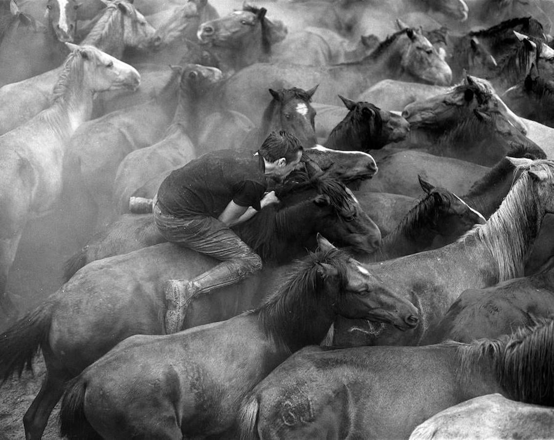 En Sabucedo, sólo existe un código para conseguir ganarle la partida a los caballos en el cuerpo a cuerpo sin usar otros elementos que el propio cuerpo. El primero de los “aloitadores” que va a la cabeza debe ser el que salta encima del caballo y cabalga sobe él.