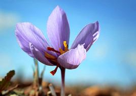 Flor del azafrán