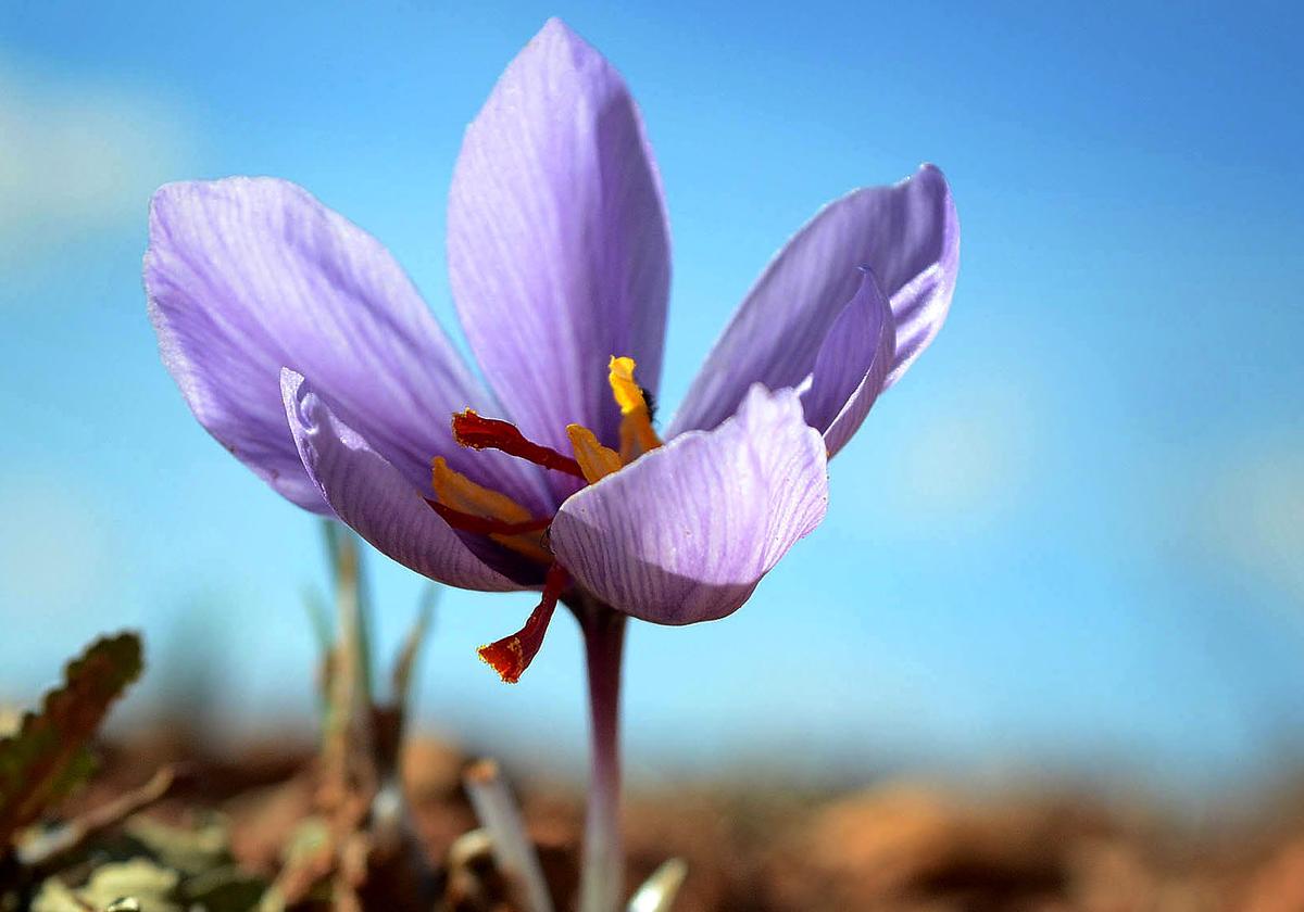 Flor del azafrán