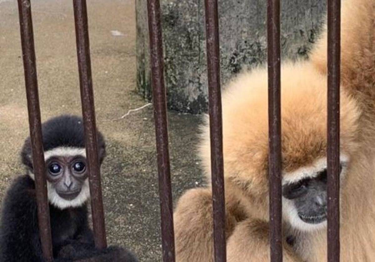 Momo, una gibón de manos blancas, con su hijo de dos años