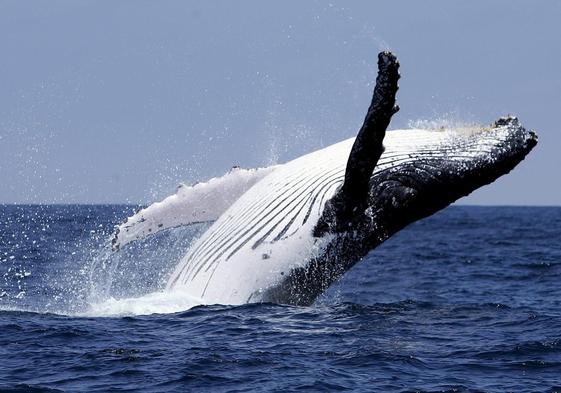 Imagen de una ballena jorobada en alta mar.