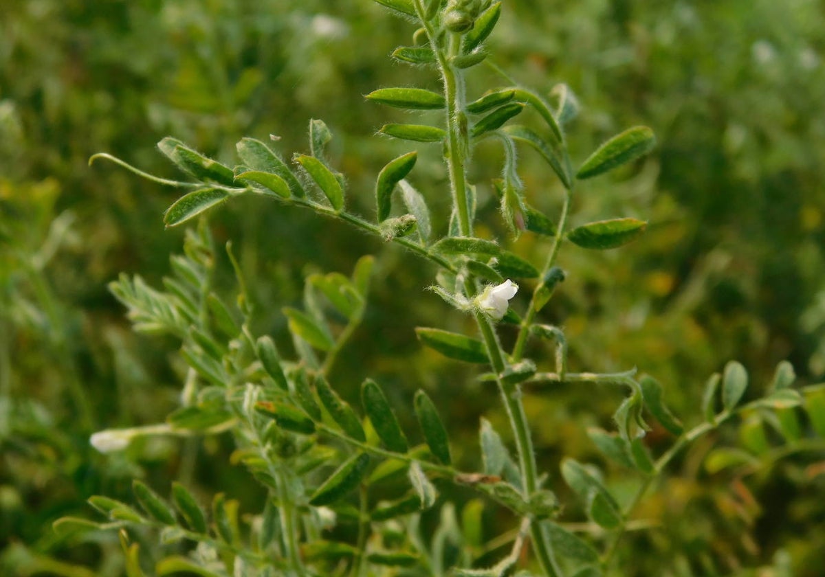 La planta de la lenteja.