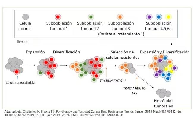 Una de las causas de la resistencia a los fármacos es la heterogeneidad de los tumores.