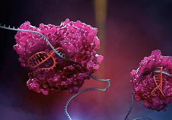 Una proteína condenada a «trabajos forzados», causa de resistencia del cáncer a los fármacos