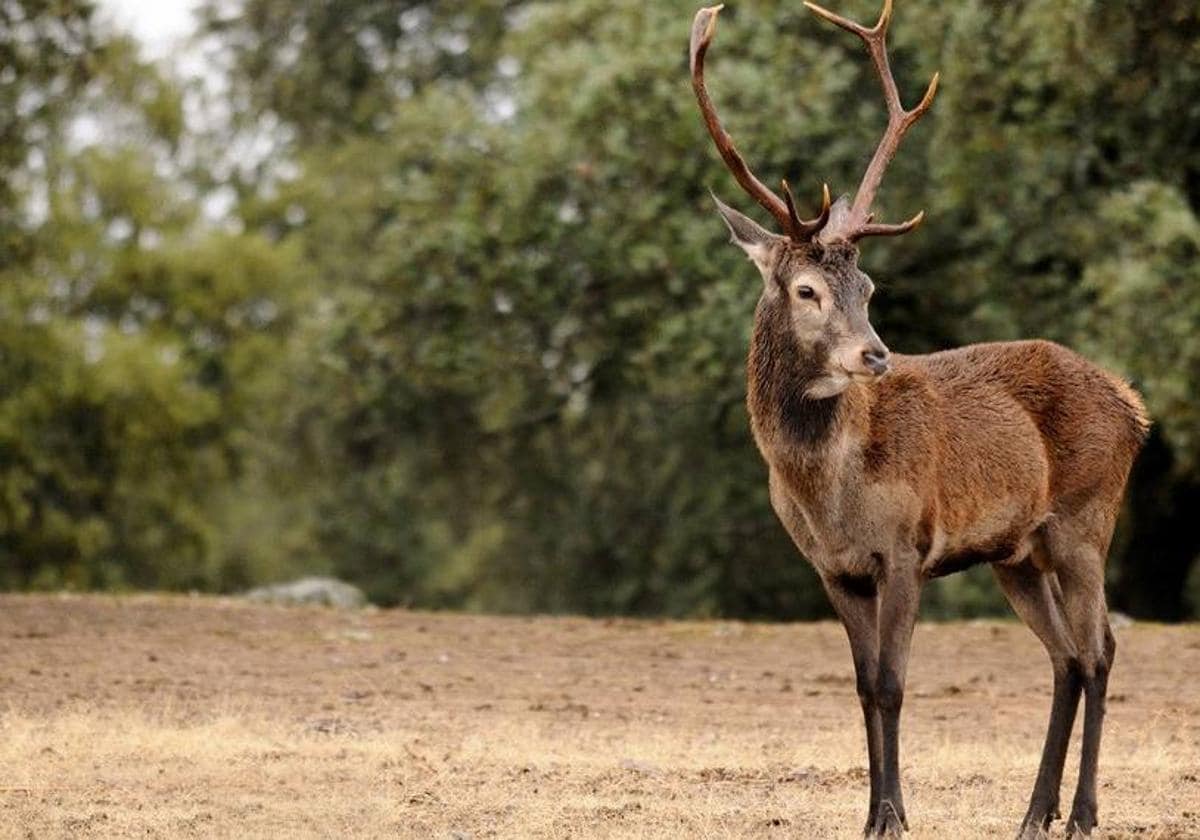 La cuerna del ciervo podría ser clave para regenerar los huesos - Salud  IDEAL