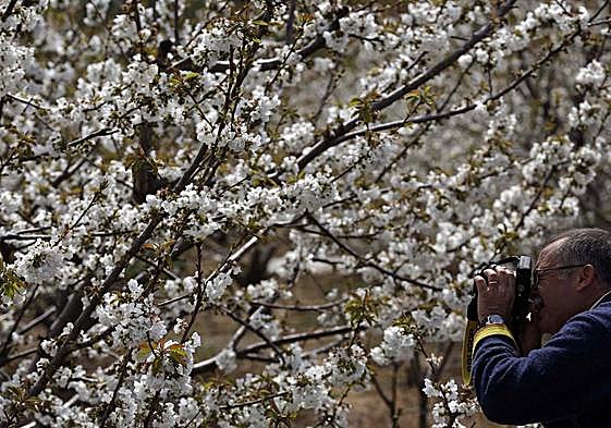 Imagen de un hombre fotografiando almendros en flor en el Jerte.