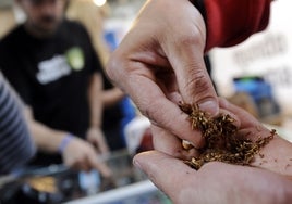 Un hombre lía un cigarrillo de marihuana en una feria celebrada en Madrid.