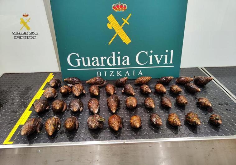 Intervienen 38 caracoles gigantes africanos vivos en el aeropuerto de Bilbao