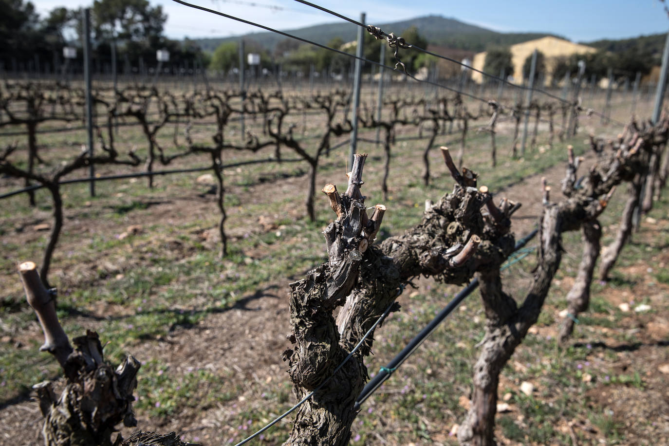 Jardín de variedades de cepas de variedades ancestrales cultivadas en la fina Mas Raball que la familia posee en el Penedès.