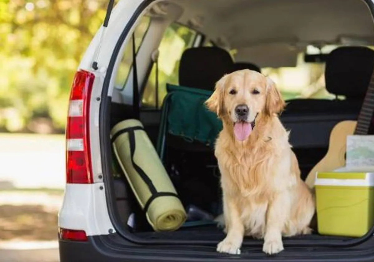 En cualquier tipo de vehículo hay que garantizar la seguridad de las mascotas y los pasajeros