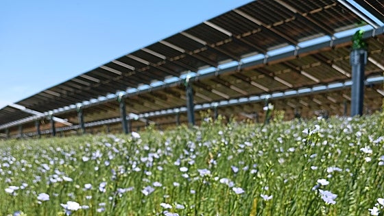 Cuando los paneles fotovoltaicos generan energía… y miel 'solar'
