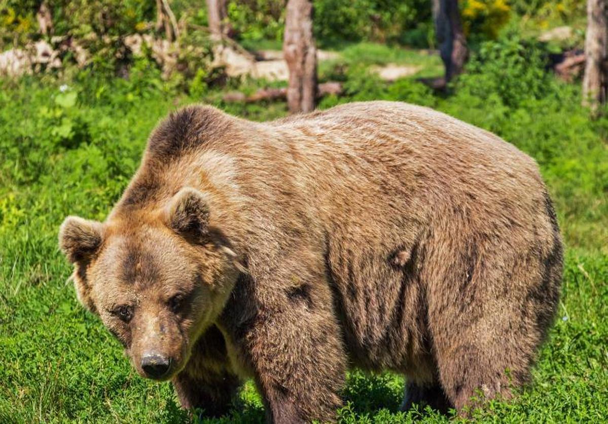 Hanno catturato un orso che ha ucciso un atleta in una foresta nel nord-est dell’Italia