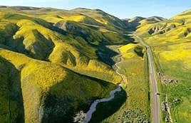 La 'super floración' de California, en imágenes