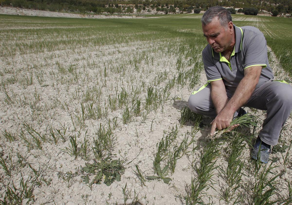 Un agricultor muestra los efectos devastadores de la sequía sobre su plantación de cereal.